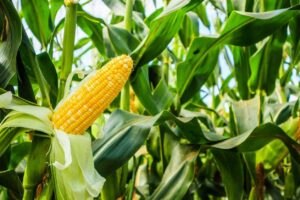 Open2520corn2520cob2520with2520green2520leaves2520via2520Kwangmoozaa2520via2520iStock.jpg