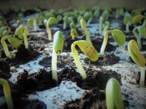 Soybeans2520emerging2520in2520the2520spring2520by2520jcesar20152520via2520Pixabay.jpg