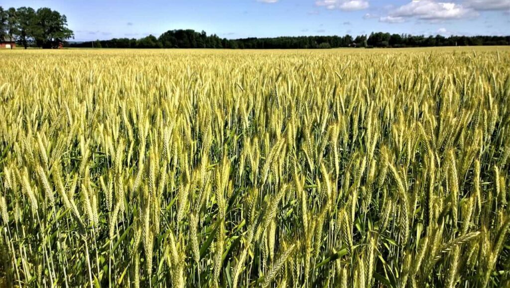 Wheat2520field2520landscape2520by2520Lenalindell202520via2520Pixabay.jpg
