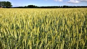 Wheat2520field2520landscape2520by2520Lenalindell202520via2520Pixabay.jpg